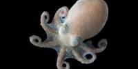 Антарктические осьминоги живут в самом холодном океане и не замерзают