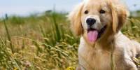 Ученые открыли ген долголетия у популярной породы собак