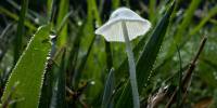 Почему грибы решили взаимодействовать с живыми растениями, а не разлагать мертвые?