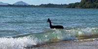 На австралийском побережье заметили «самую опасную птицу в мире»