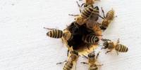 Медоносные пчелы страдают в искусственных ульях