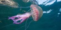 Удивительных факты из мира медуз