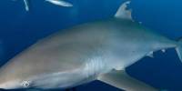 У шелковой акулы регенерировал спинной плавник, от которого отрезали большой кусок