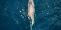 У берегов мексики заметили горбатого кита со сломанной спиной