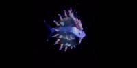 Подводный фотограф запечатлел самого красивого малька рыбы в океане