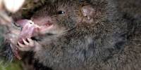 Биологи рассказали о тайной жизни сумчатых мышей из австралии