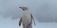 В антарктиде заметили белого пингвина