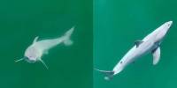 Биологи впервые увидели новорожденного детеныша большой белой акулы