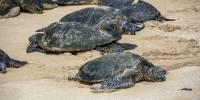 В сша массово гибнут морские черепахи