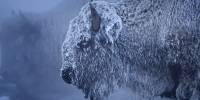 Завораживающие кадры зимы в йеллоустонском национальном парке