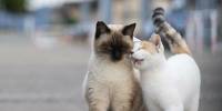 Причудливая сторона кошек в фотографиях масаюки оки