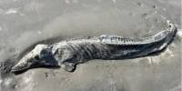 На берегу южной каролины нашли мумию дельфина