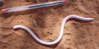 Редкую безногую ящерицу ancylocranium somalicum parkeri обнаружили в сомалиленде