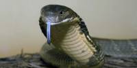 Найдено универсальное противоядие от смертельных змеиных ядов