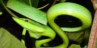 Биологи объяснили разнообразие змей