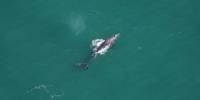 Ученые заметили серого кита у берегов новой англии