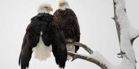 Знаменитая пара белоголовых орланов терпеливо ждет появления потомства