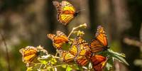 Миллионы бабочек-монархов делают мексиканский лес своим домом на зиму