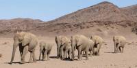 Пустынный слон (лат. desert elephant)