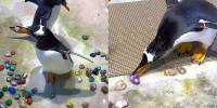 Как пингвины строят гнезда из ярких камней во время брачного периода