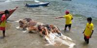 На пляж в малайзии выбросило разлагающуюся тушу неизвестного существа