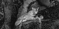 Как африканский леопард охотился ночью на бабуинов