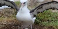 73-Летняя самка альбатроса приняла участие в брачных танцах