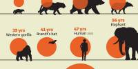 Инфографика: средняя продолжительность жизни млекопитающих