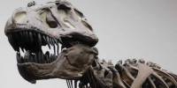 Палеонтологи оспорили гипотезу о развитом интеллекте тираннозавров