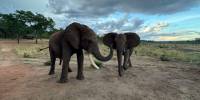 Слоны выбрали способ приветствия в зависимости от того, смотрел ли на них «собеседник»