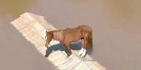 В бразилии спасли лошадь, которая застряла на крыше из-за наводнения