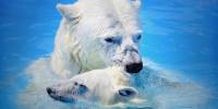 Очаровательные портреты матери белого медведя, играющей со своим детенышем в воде