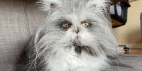 Познакомьтесь с котом ачумом, завоевавшим сердца кошатников