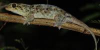 Геккон geckolepis megalepis