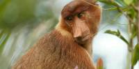 Почему обезьяны-носачи так выглядят