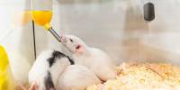 Мыши заболели птичьим гриппом, выпив сырого молока