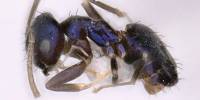 В индии обнаружен новый вид муравьев металлического синего цвета