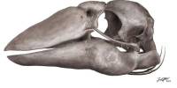 В австралии найден череп «гигагуся»