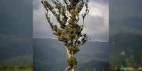 Новозеландцы выбрали дерево года