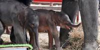 В таиланде на свет появились редкие слонята-близнецы