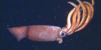 Ученые обнаружили глубоководного кальмара с гигантскими икринками