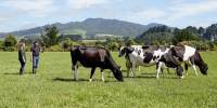 В новой зеландии отменили налог на метеоризм коров