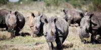 Миф о пользе рога носорога для здоровья научно разоблачили