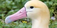 Белоспинный альбатрос (лат. phoebastria albatrus)