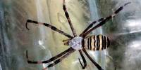 Аргиопа брюнниха, или паук-оса (лат. argiope bruennichi)