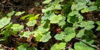 Движение листьев кислицы треугольной (лат. oxalis triangularis)