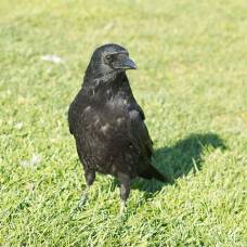 Городские вороны могут запоминать голоса людей и птиц