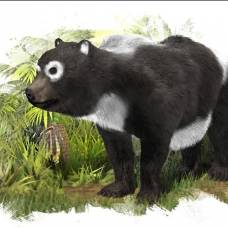 В испании обнаружен ископаемый предок панды