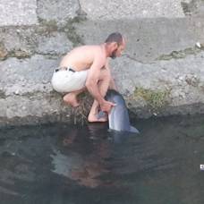 В керчи горожанин спас дельфина