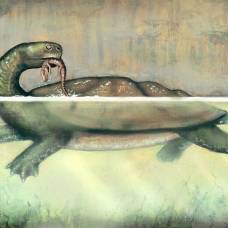 Найдены останки гигантской пресноводной черепахи